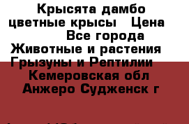 Крысята дамбо цветные крысы › Цена ­ 250 - Все города Животные и растения » Грызуны и Рептилии   . Кемеровская обл.,Анжеро-Судженск г.